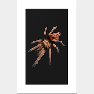 GBB Tarantula Chromatopelma cyaneopubescens Posters and Art